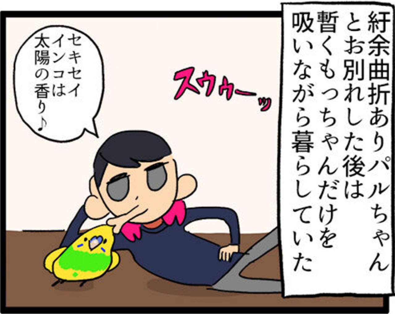 【鳥マンガ＃5】インコVS飼い主の偽卵戦争　ゴルちゃんとの出会い（画像10）