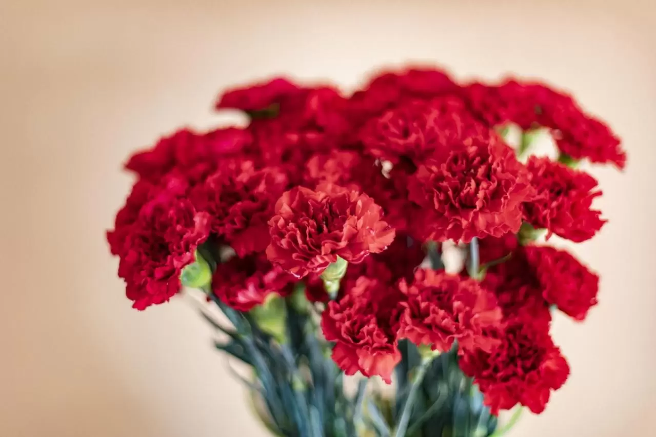 【中古】 ふたりの花言葉 big202502128tfyg6130148026942.webp