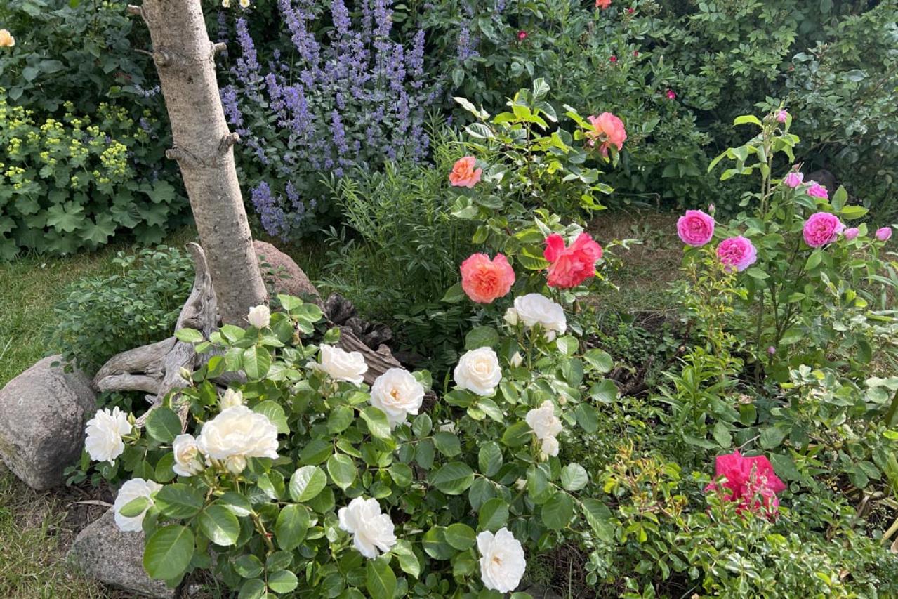 【ガーデニング】冬剪定の時期と基本の切り方　初心者のバラ育てQ＆A　（画像6）