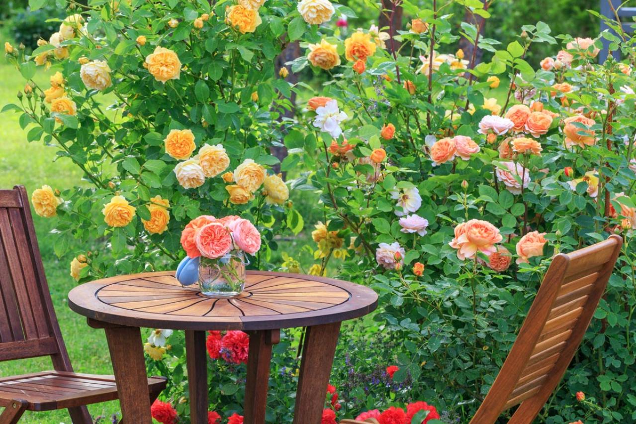 【ガーデニング】冬剪定の時期と基本の切り方　初心者のバラ育てQ＆A　