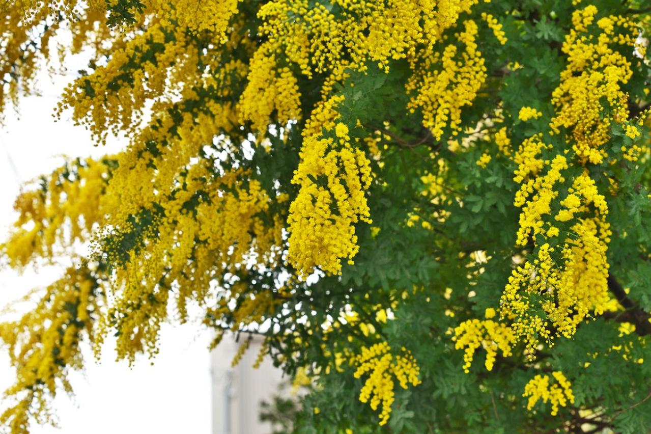 2月17日の花とは？【366日の誕生花と幸せの花言葉】
