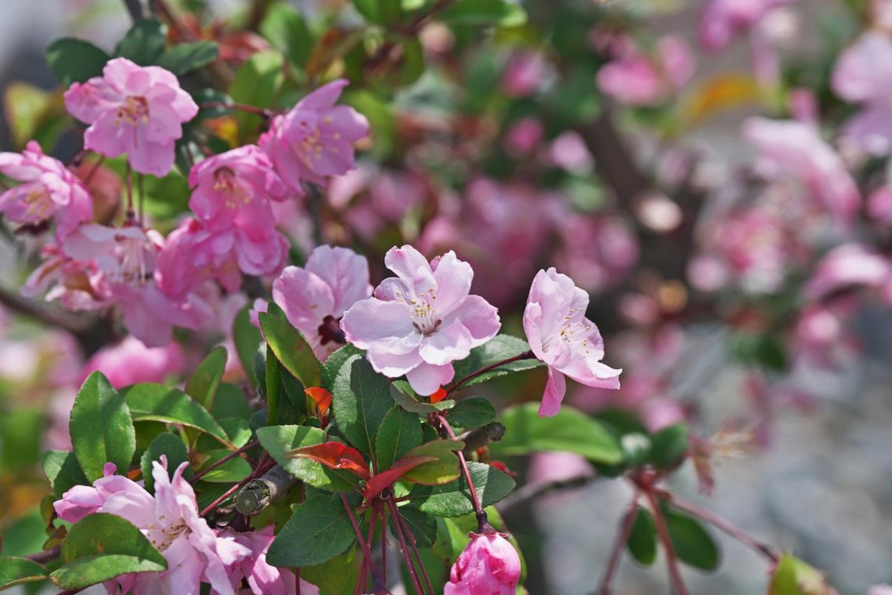 2月25日の花とは？【366日の誕生花と幸せの花言葉】