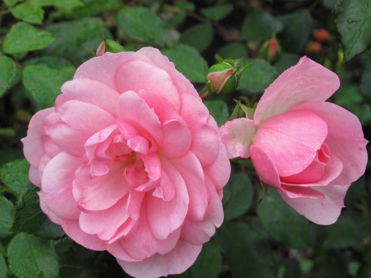 【ガーデニング】冬剪定の時期と基本の切り方　初心者のバラ育てQ＆A　（画像3）