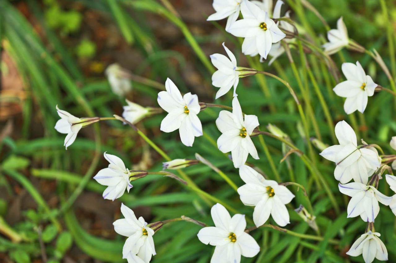 2月22日の花とは？【366日の誕生花と幸せの花言葉】