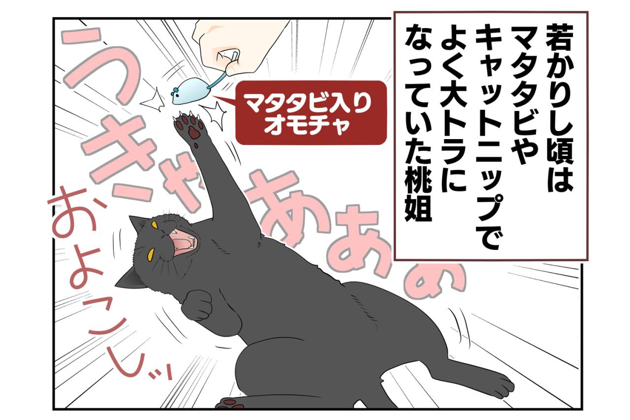 【老猫マンガ】大トラにならなくても…18歳の元保護猫・桃姐［＃7］