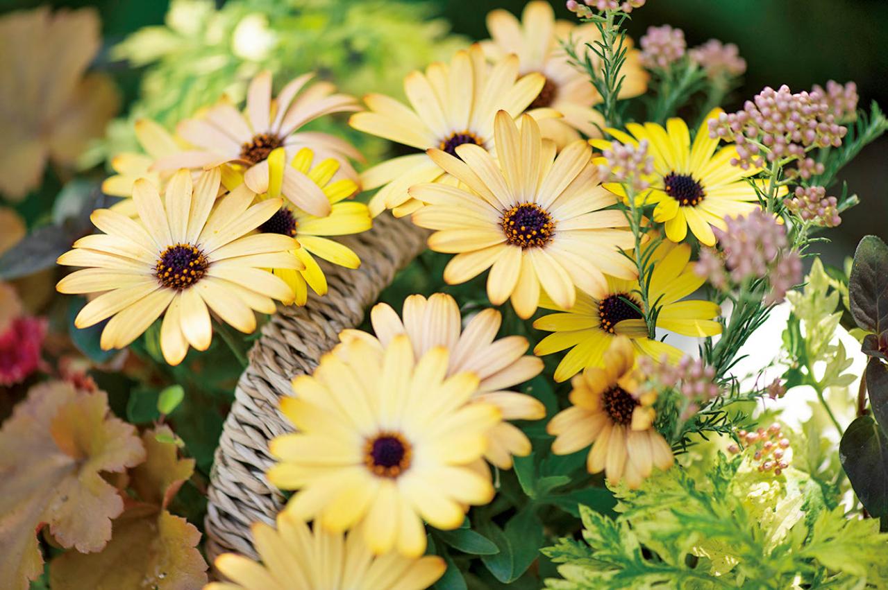 【ガーデニング】この春に作りたい「レッド＆ブラウンの花の寄せ植え」カラーリーフを使って上品シックな印象に（画像7）