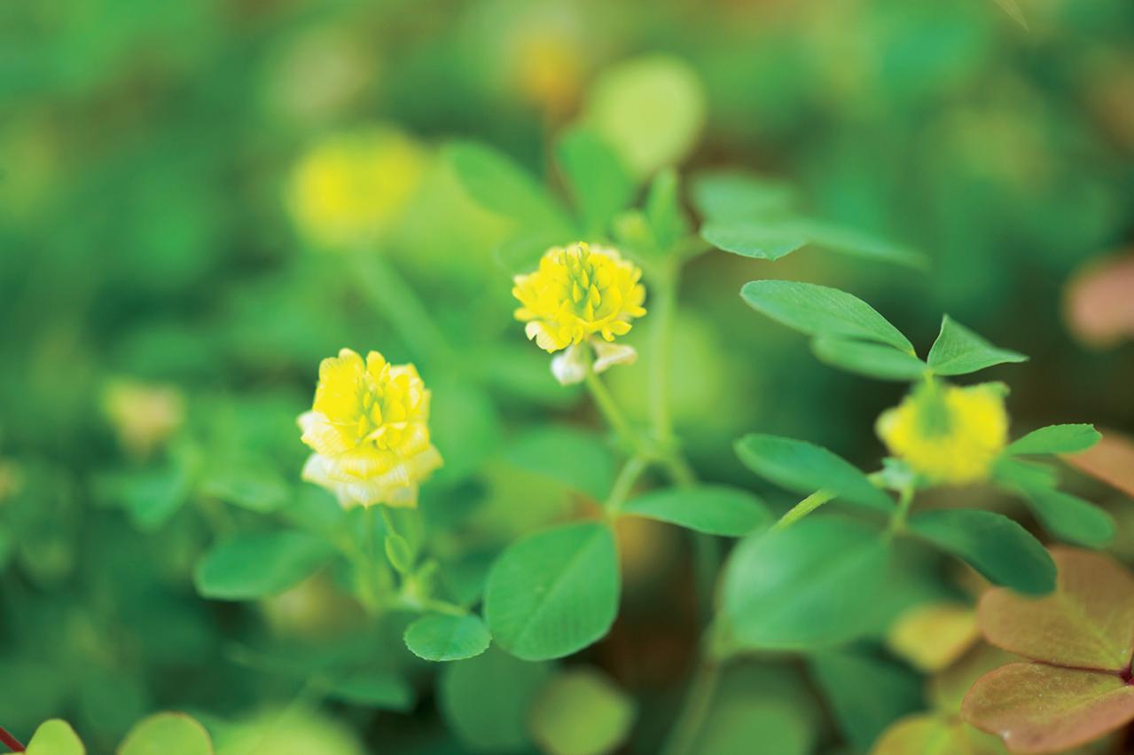 【ガーデニング】春らしい「イエローの花の寄せ植え」を人気ガーデナー・土谷ますみさんが伝授（画像4）