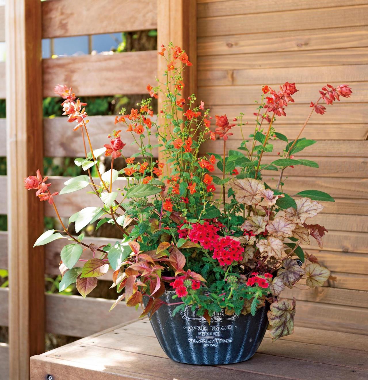 【ガーデニング】この春に作りたい「レッド＆ブラウンの花の寄せ植え」カラーリーフを使って上品シックな印象に（画像3）