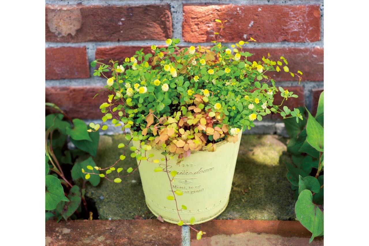 【ガーデニング】春らしい「イエローの花の寄せ植え」を人気ガーデナー・土谷ますみさんが伝授