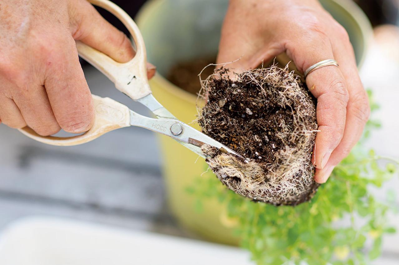 【ガーデニング】春らしい「イエローの花の寄せ植え」を人気ガーデナー・土谷ますみさんが伝授（画像10）