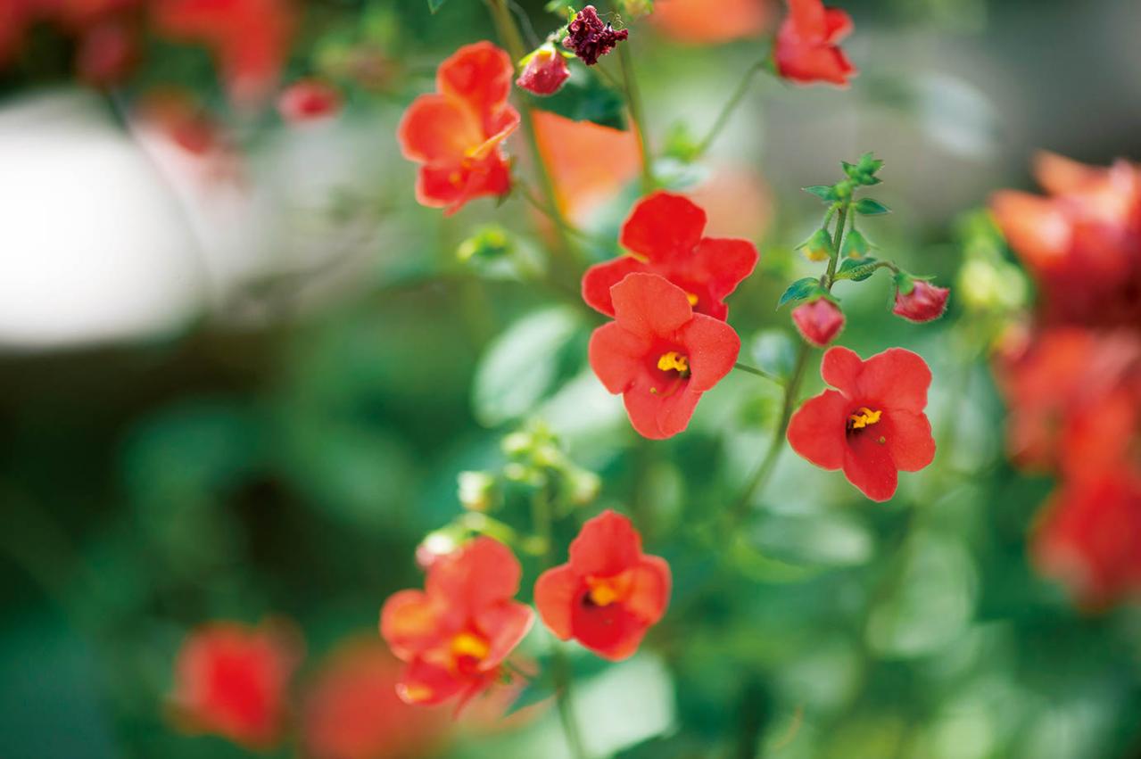 【ガーデニング】この春に作りたい「レッド＆ブラウンの花の寄せ植え」カラーリーフを使って上品シックな印象に（画像4）