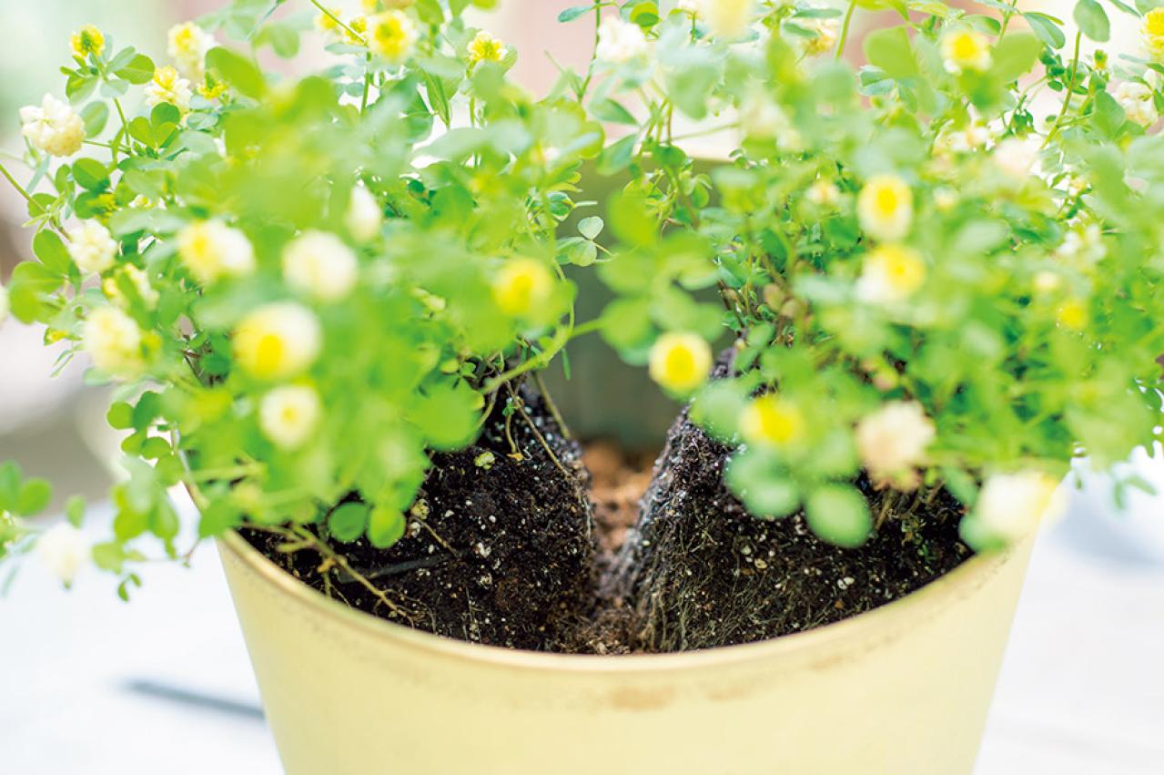 【ガーデニング】春らしい「イエローの花の寄せ植え」を人気ガーデナー・土谷ますみさんが伝授（画像12）