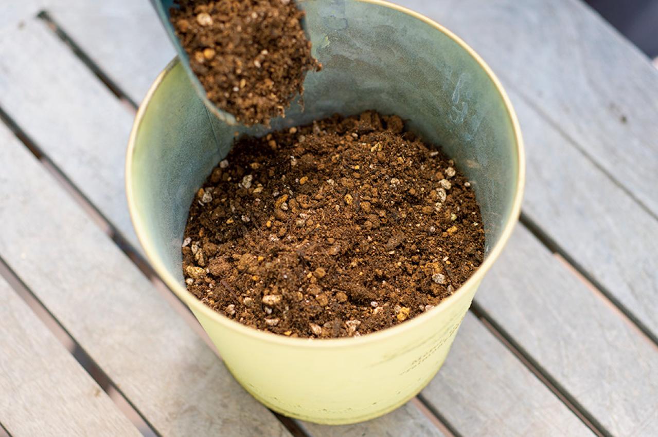 【ガーデニング】春らしい「イエローの花の寄せ植え」を人気ガーデナー・土谷ますみさんが伝授（画像9）