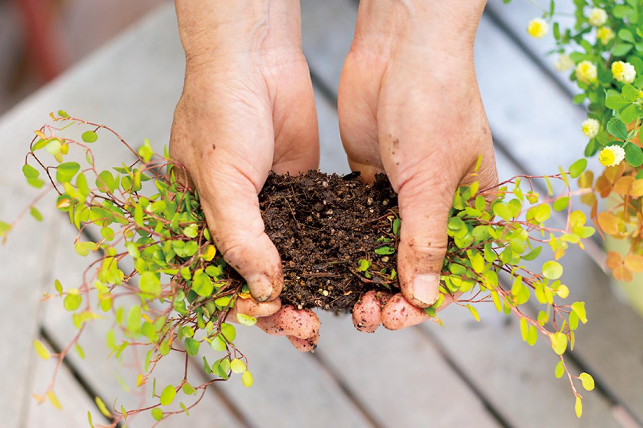 【ガーデニング】春らしい「イエローの花の寄せ植え」を人気ガーデナー・土谷ますみさんが伝授（画像14）