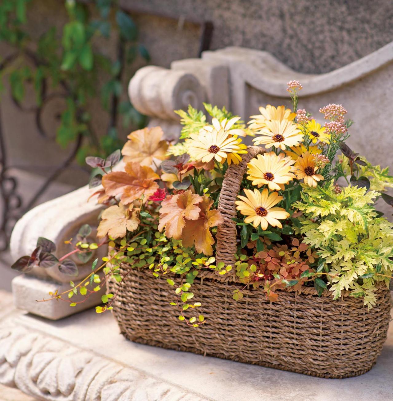 【ガーデニング】この春に作りたい「レッド＆ブラウンの花の寄せ植え」カラーリーフを使って上品シックな印象に（画像6）
