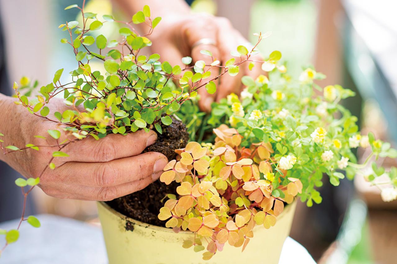 【ガーデニング】春らしい「イエローの花の寄せ植え」を人気ガーデナー・土谷ますみさんが伝授（画像15）