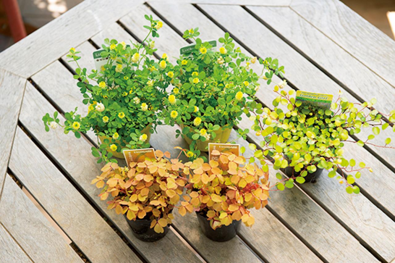 【ガーデニング】春らしい「イエローの花の寄せ植え」を人気ガーデナー・土谷ますみさんが伝授（画像7）