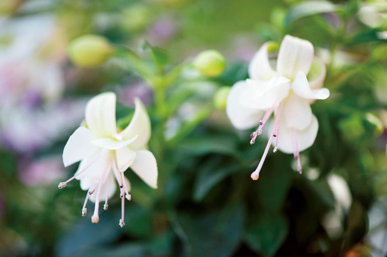 【ガーデニング】愛されカラーでロマンチックな「ピンク＆ブルーの花の寄せ植え」春の花が成長する姿も楽しい！（画像4）
