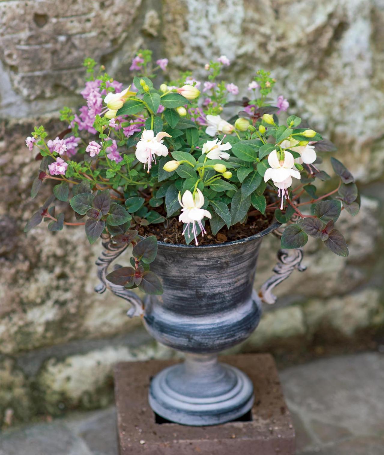 【ガーデニング】愛されカラーでロマンチックな「ピンク＆ブルーの花の寄せ植え」春の花が成長する姿も楽しい！（画像3）