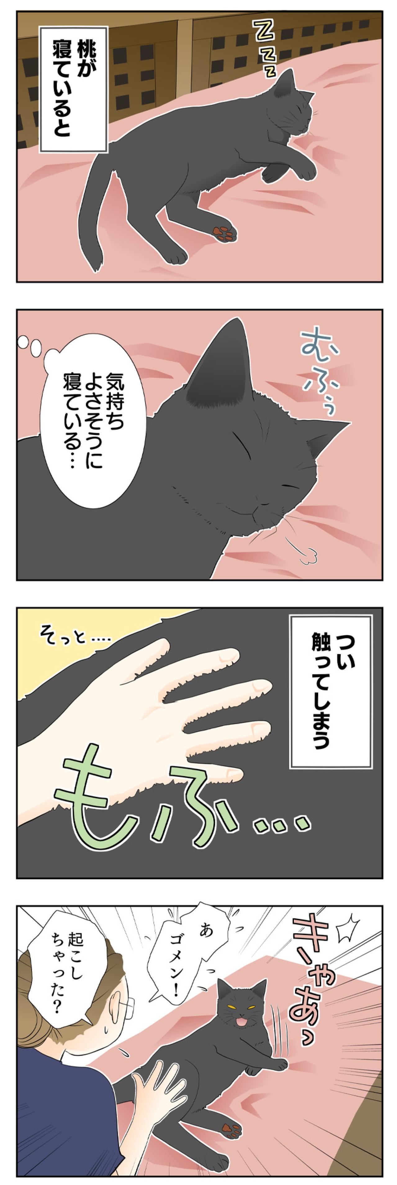 【老猫マンガ】猫、理由に納得する…18歳の元保護猫・桃姐［＃8］（画像2）