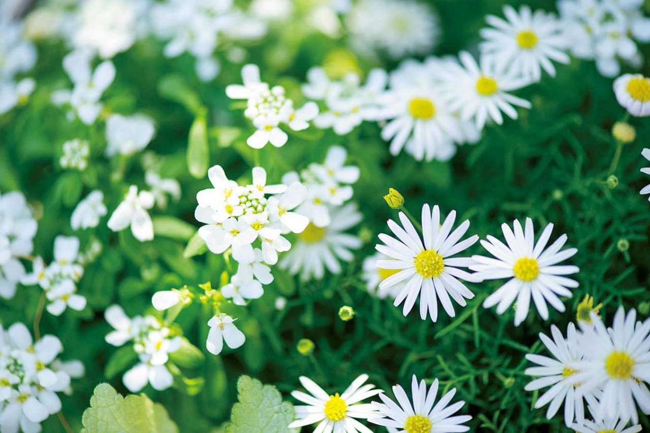 【ガーデニング】失敗知らずの色合わせとは？「ホワイト＆パープルの花の寄せ植え」こんもりまとめて可愛く（画像4）