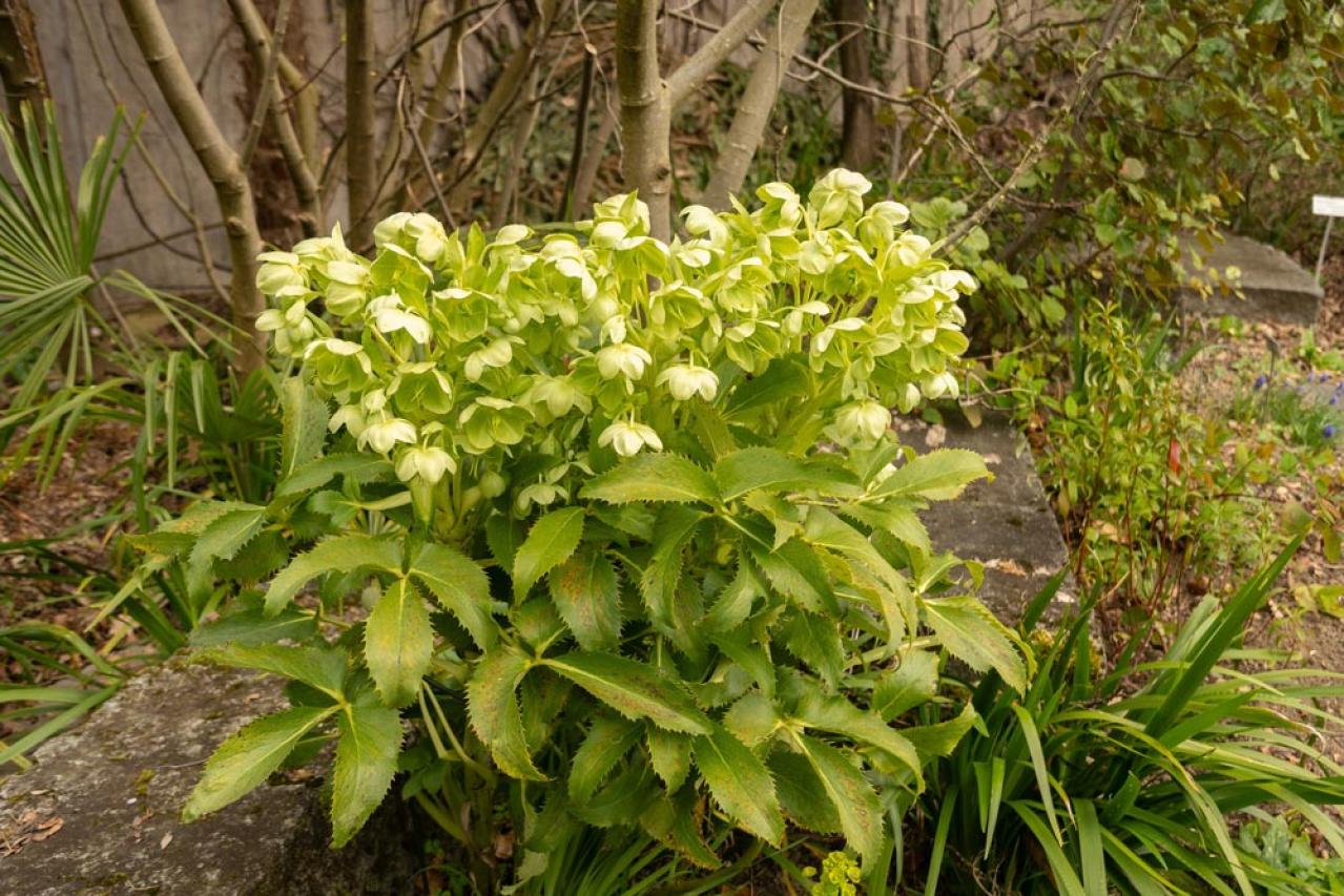 【ガーデニング】じつは育てやすい！クリスマスローズの原種［6選］（画像7）