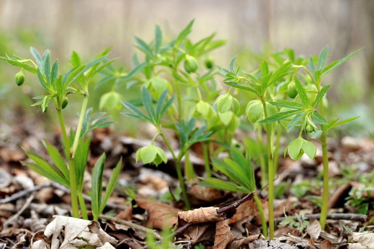 【ガーデニング】じつは育てやすい！クリスマスローズの原種［6選］（画像10）