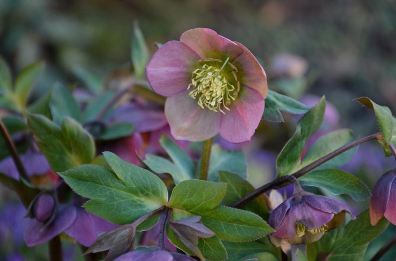 【ガーデニング】じつは育てやすい！クリスマスローズの原種［6選］（画像6）