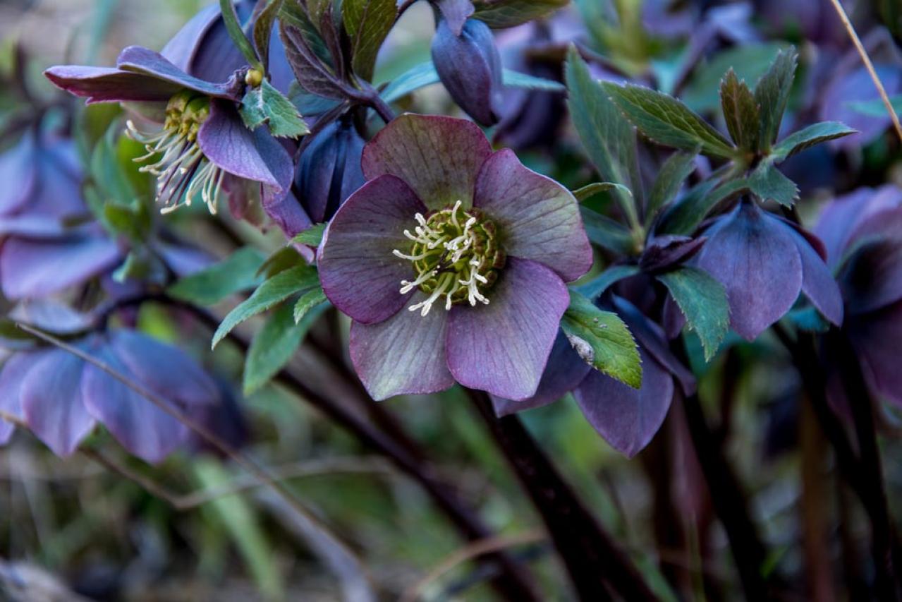 【ガーデニング】じつは育てやすい！クリスマスローズの原種［6選］（画像13）