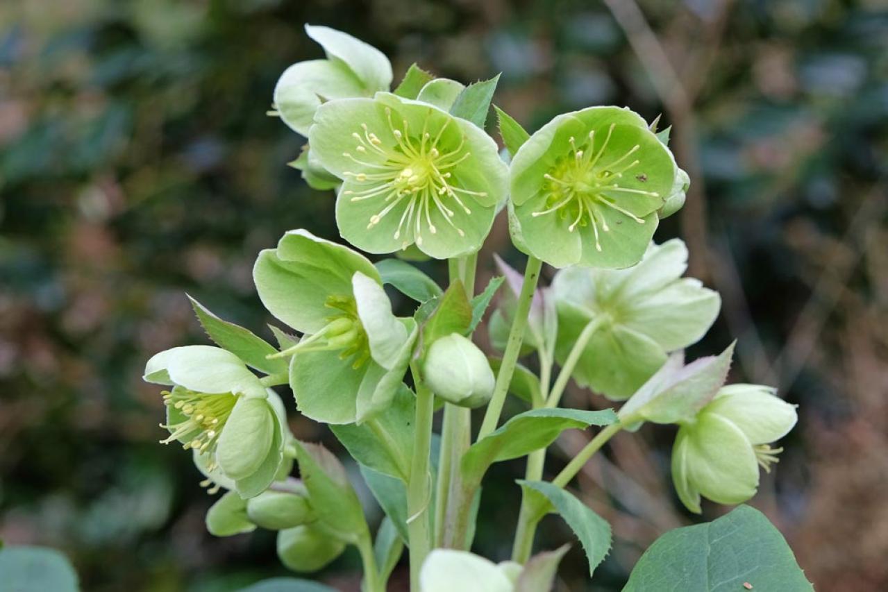 【ガーデニング】じつは育てやすい！クリスマスローズの原種［6選］（画像8）