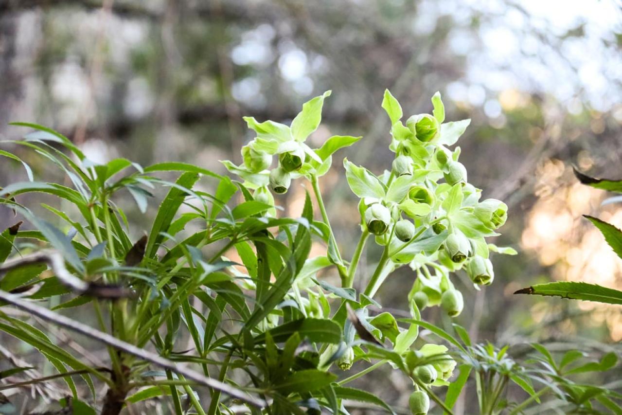 【ガーデニング】じつは育てやすい！クリスマスローズの原種［6選］（画像11）