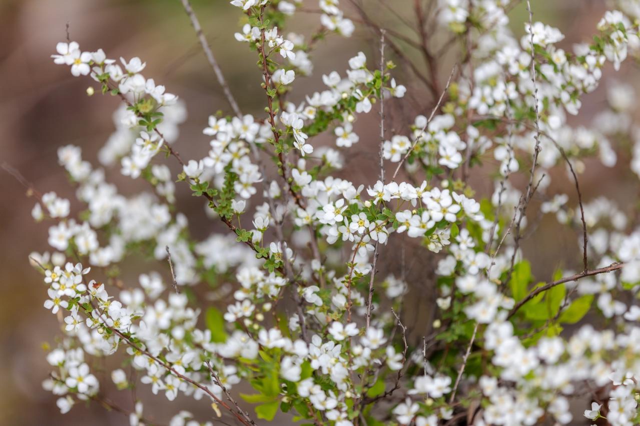 2月27日の花とは？【366日の誕生花と幸せの花言葉】