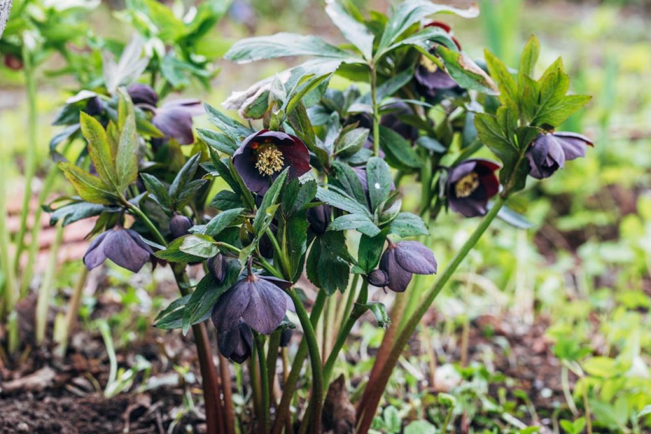 【ガーデニング】じつは育てやすい！クリスマスローズの原種［6選］（画像2）