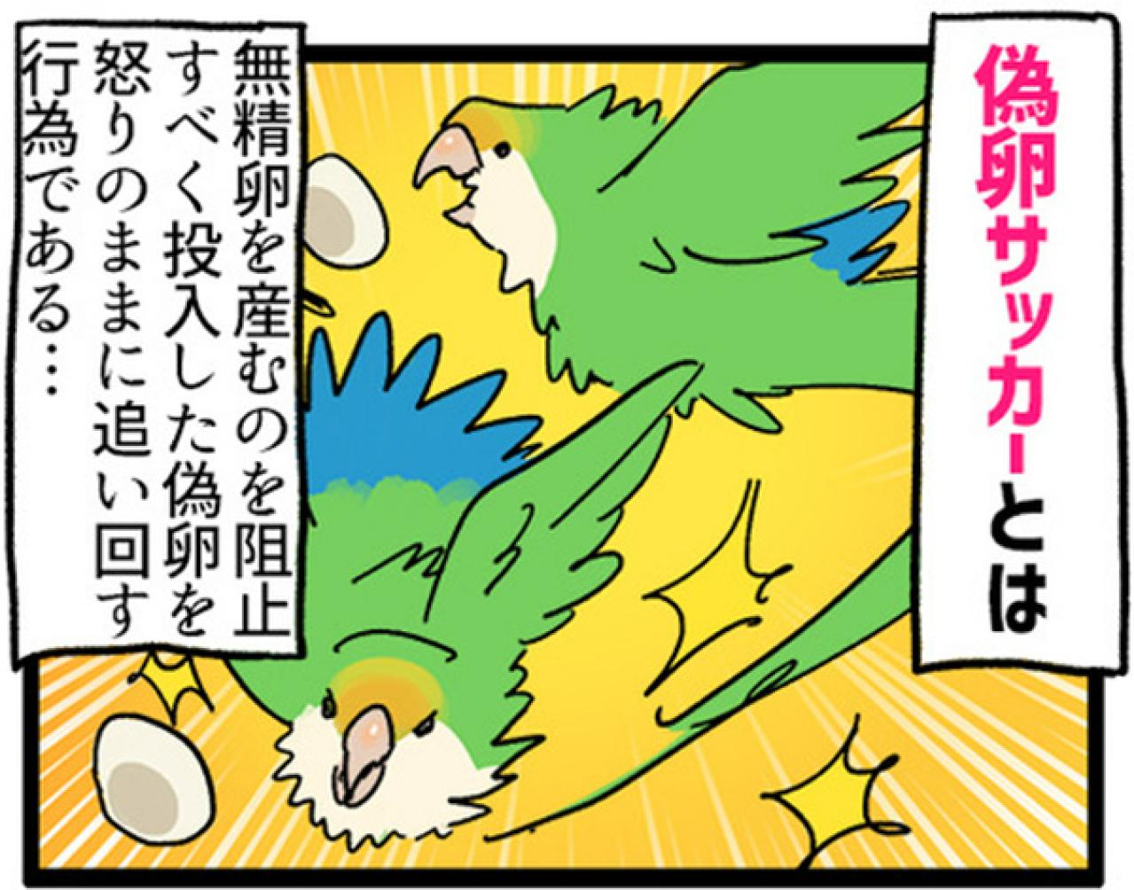 【鳥マンガ＃7】寂しがり屋の女帝、偽卵戦争ついに集結（画像10）