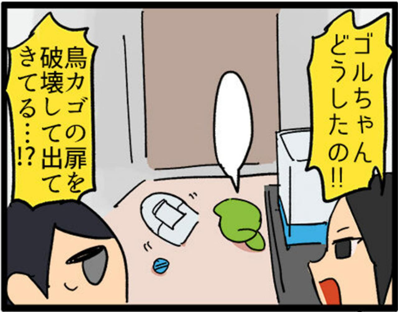 【鳥マンガ＃7】寂しがり屋の女帝、偽卵戦争ついに集結（画像8）