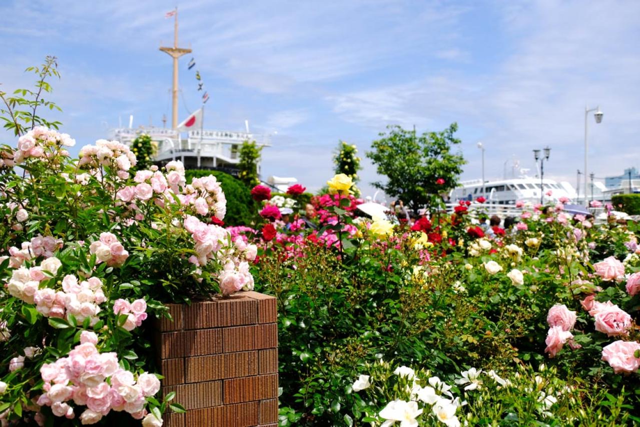 【ガーデニング】つるバラを植える際の基本ポイント　初心者のバラ育てQ＆A （画像3）