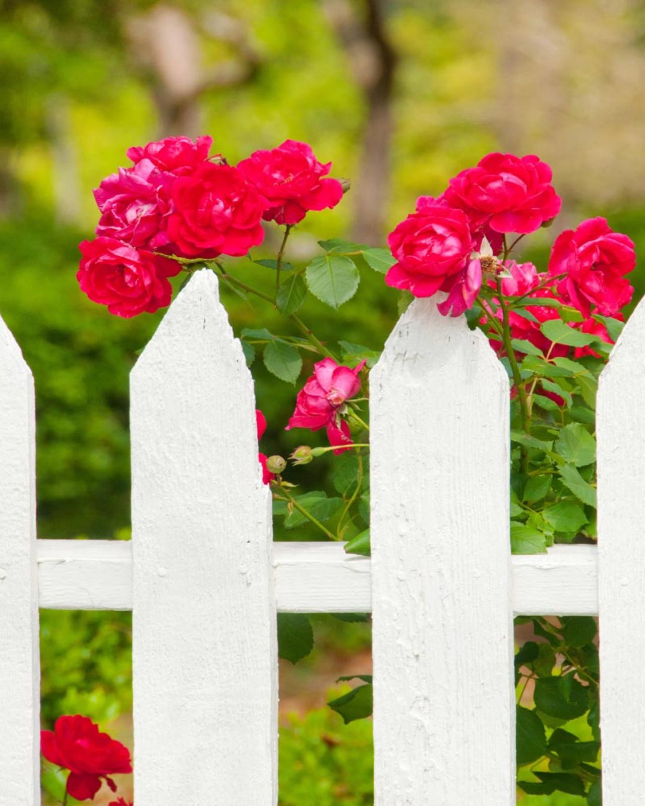 【ガーデニング】つるバラを植える際の基本ポイント　初心者のバラ育てQ＆A （画像4）