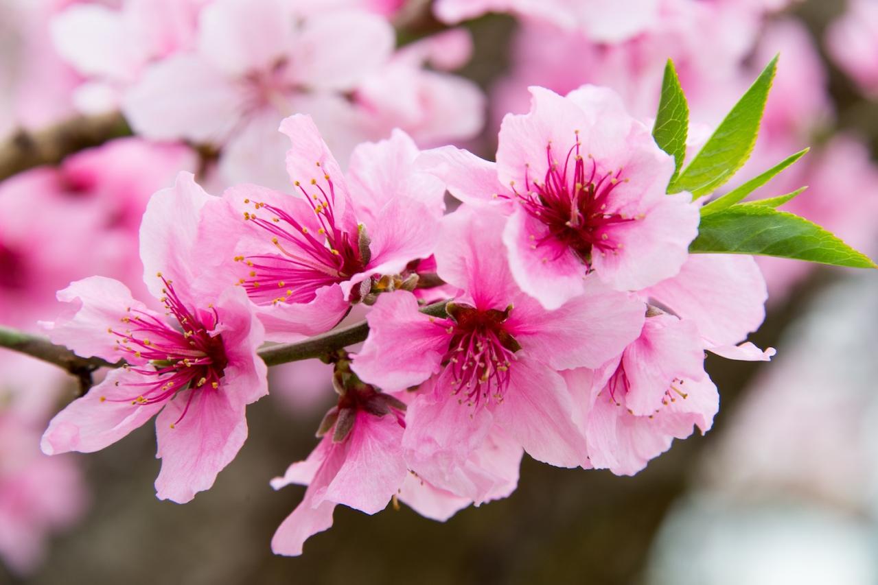 3月3日の花とは？【366日の誕生花と幸せの花言葉】