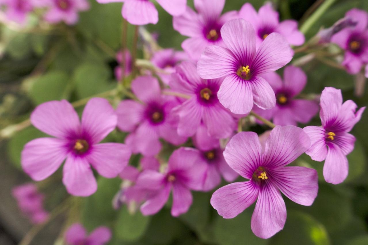 3月2日の花とは？【366日の誕生花と幸せの花言葉】