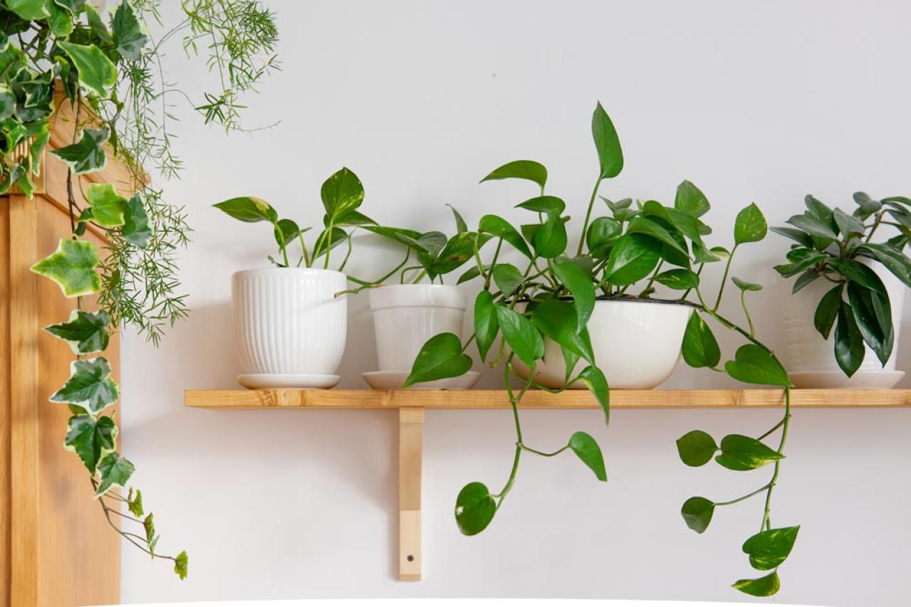 【ガーデニング】初心者も安心して育てられる観葉植物［8選］（画像11）