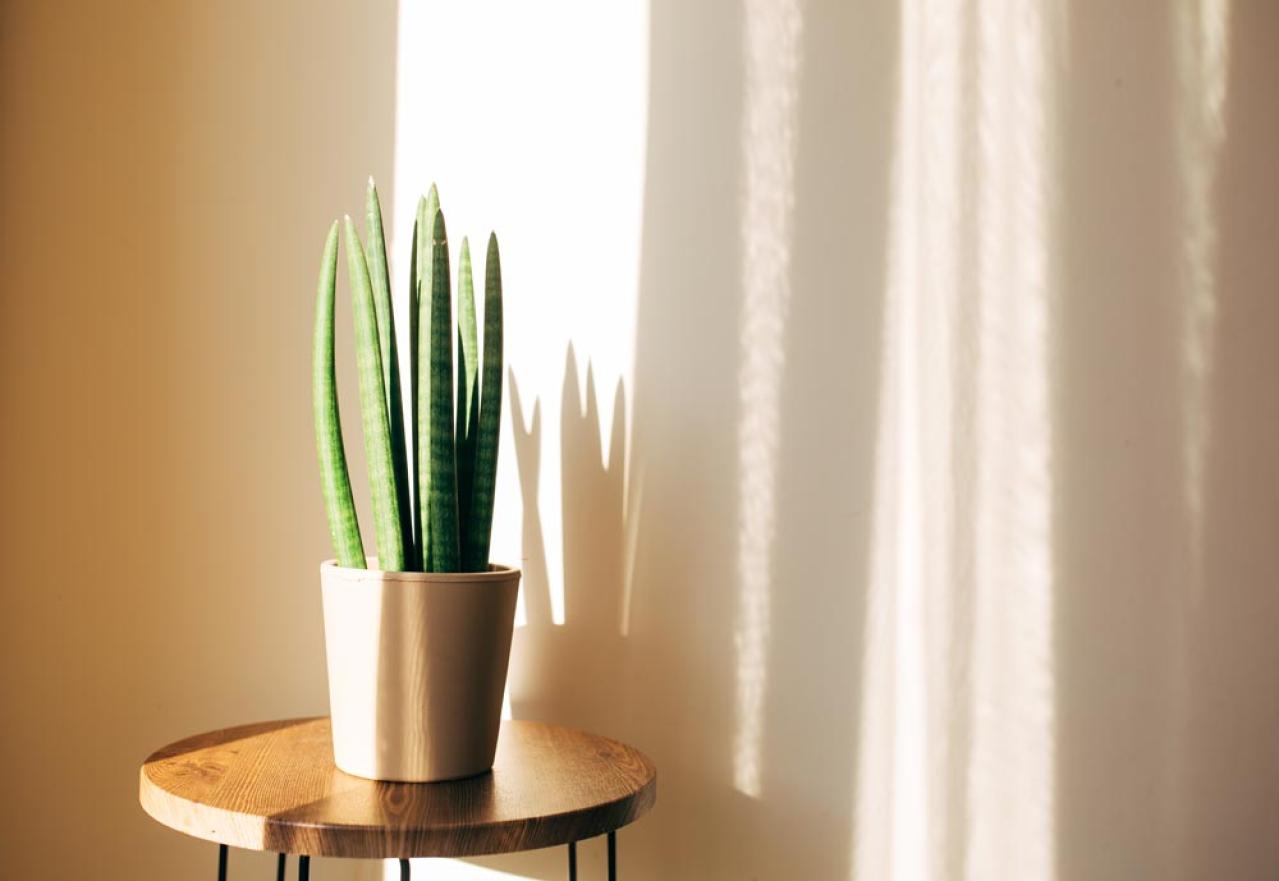 【ガーデニング】初心者も安心して育てられる観葉植物［8選］（画像5）