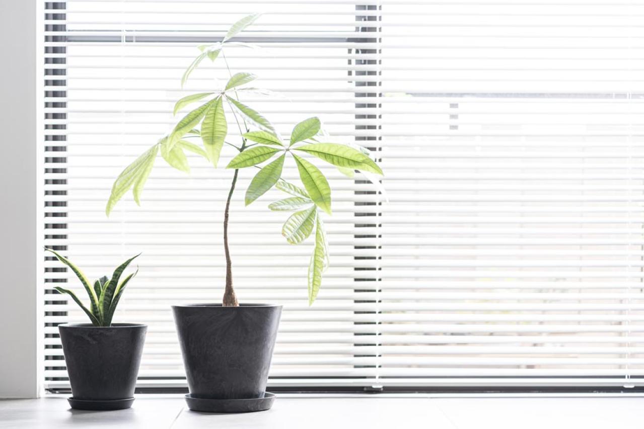 【ガーデニング】初心者も安心して育てられる観葉植物［8選］（画像2）