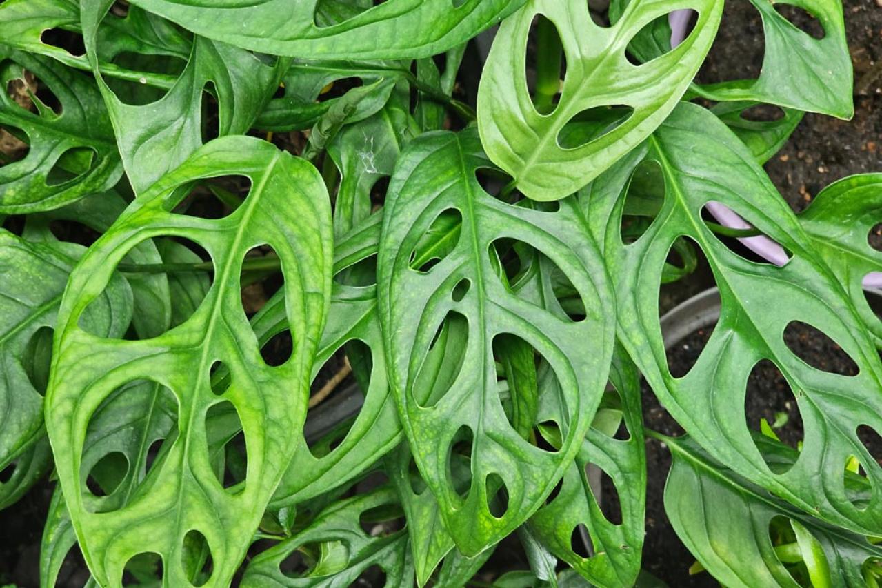 【ガーデニング】初心者も安心して育てられる観葉植物［8選］（画像8）