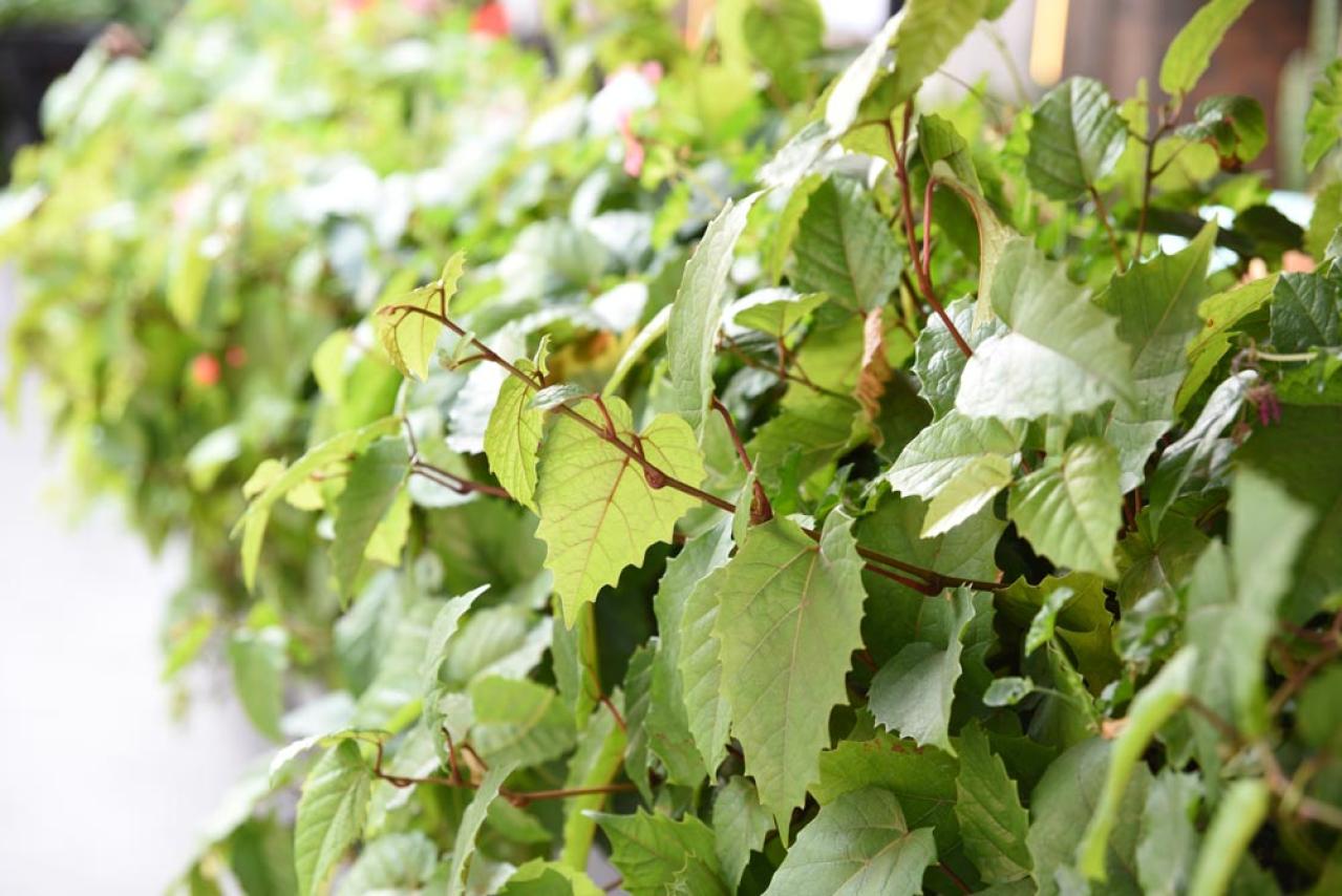 【ガーデニング】初心者も安心して育てられる観葉植物［8選］（画像14）