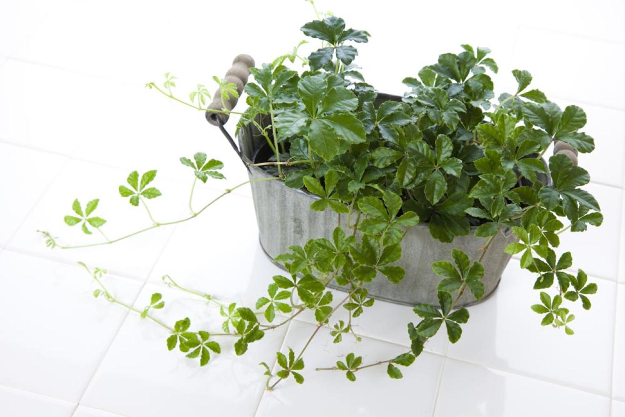 【ガーデニング】初心者も安心して育てられる観葉植物［8選］（画像13）