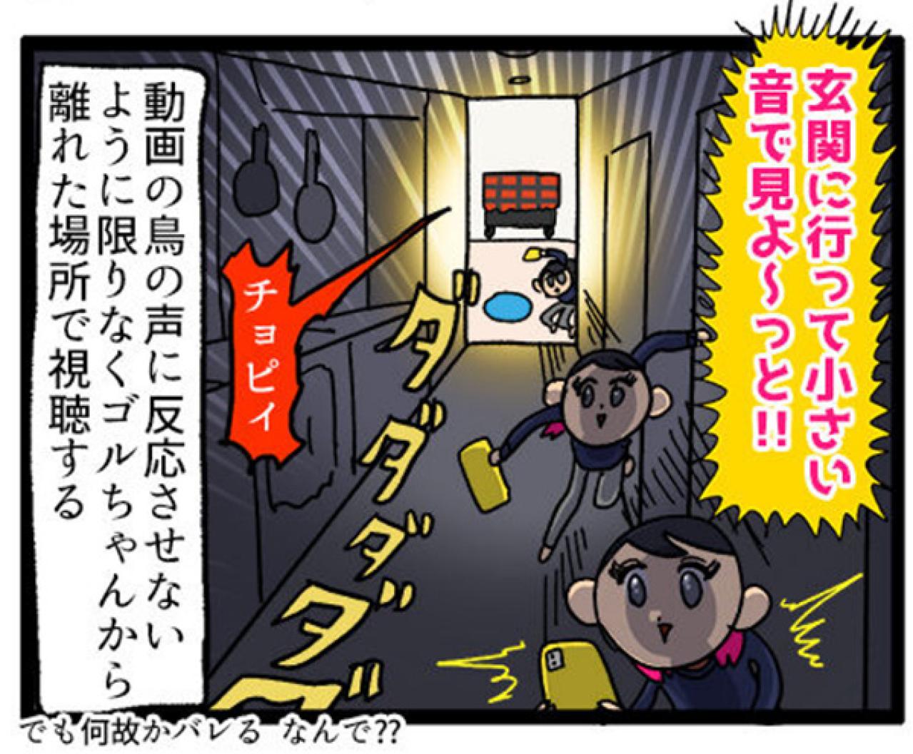 【鳥マンガ＃9】他のインコの動画を見てると、家の鳥にめちゃ怒られる！？（画像6）