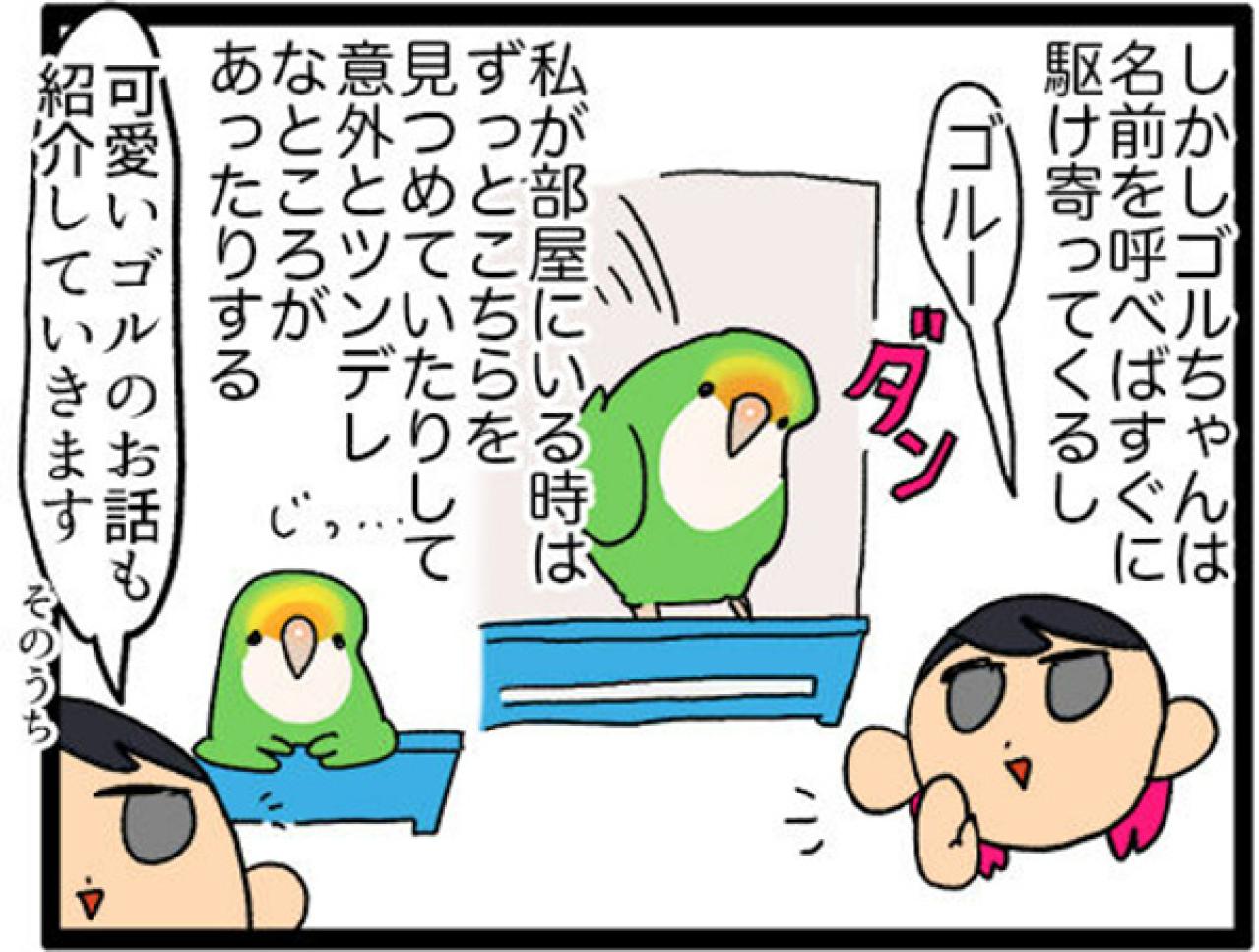 【鳥マンガ＃8】コザクラインコのゴルちゃんは女帝…でも意外とツンデレ（画像10）