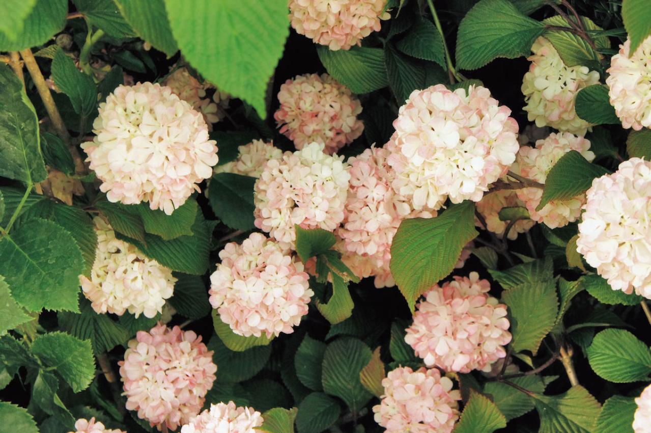 3月6日の花とは？【366日の誕生花と幸せの花言葉】