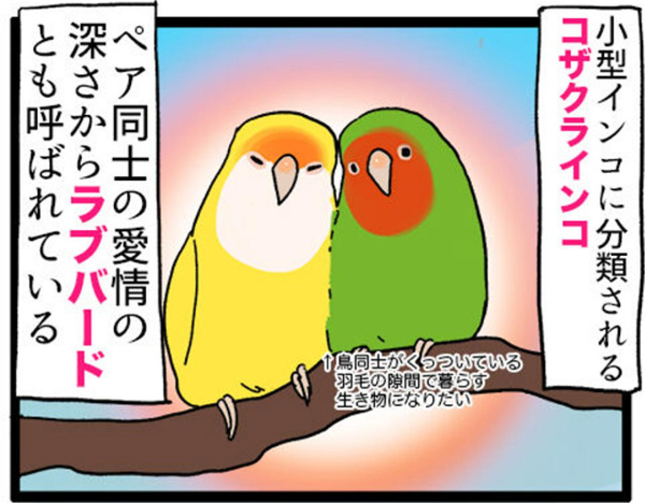 【鳥マンガ＃8】コザクラインコのゴルちゃんは女帝…でも意外とツンデレ（画像7）