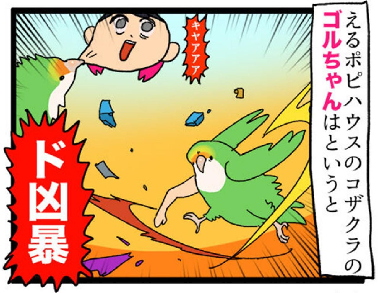 【鳥マンガ＃8】コザクラインコのゴルちゃんは女帝…でも意外とツンデレ（画像8）